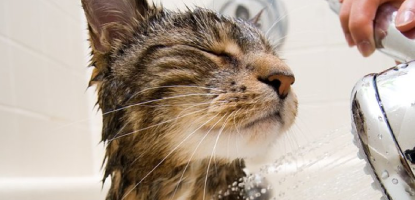 chat qui prend une douche