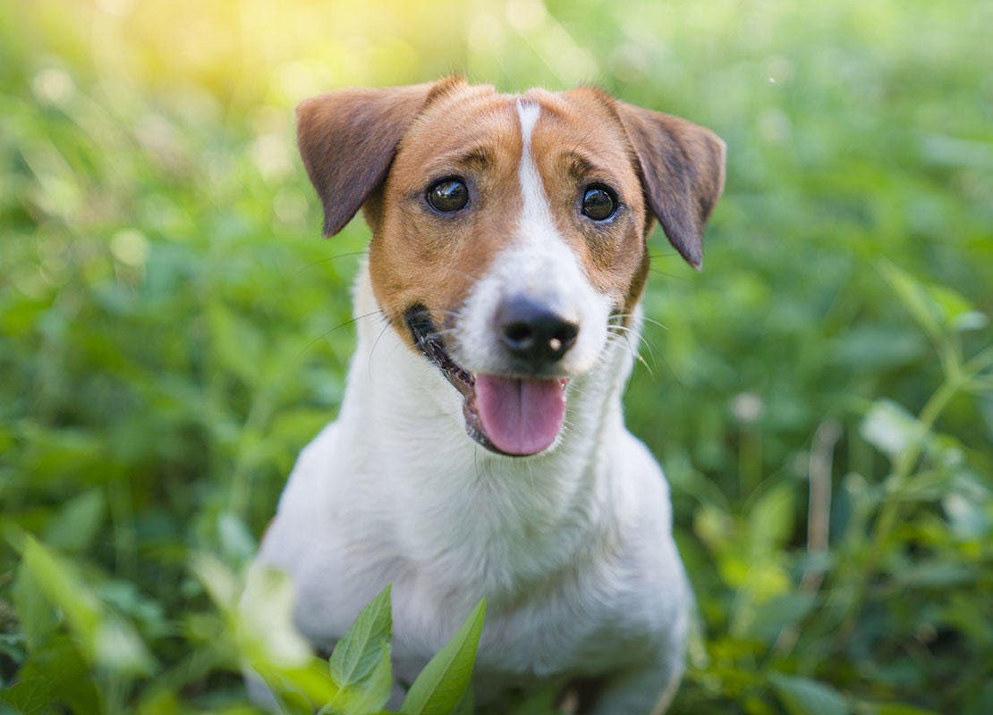 Cão brincalhão Jack Russell Terrier brincando no jardim