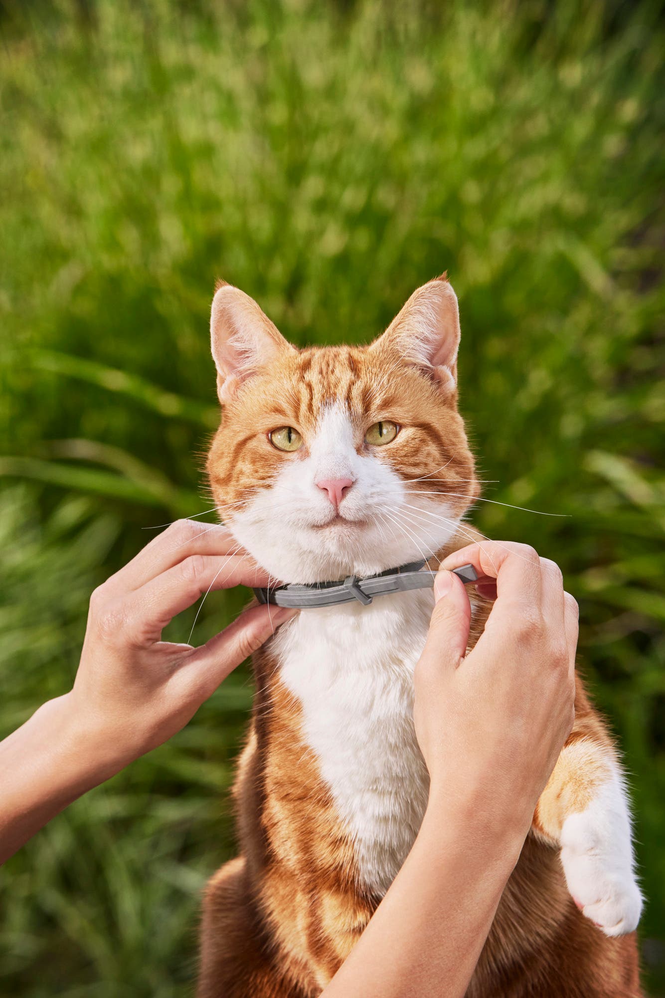 Cat wearing Seresto collar