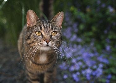 Feral cat at risk of Bartonella bacteria that causes cat scratch disease