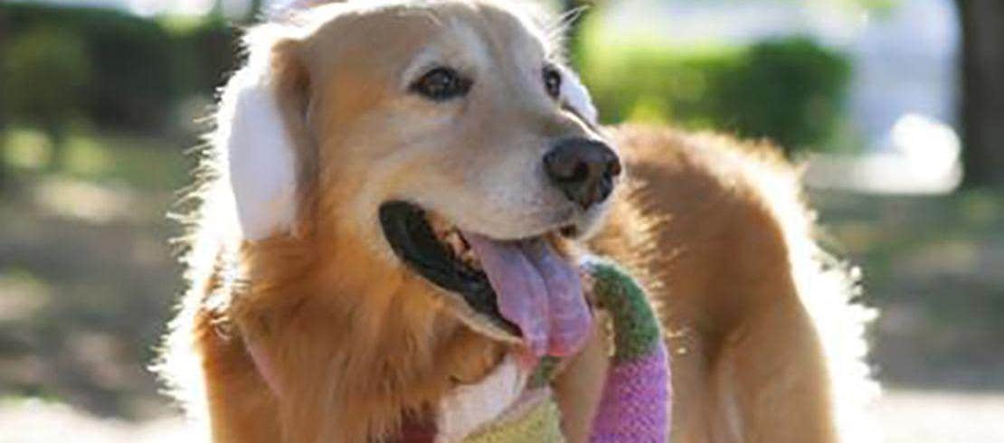 Golden retriever outside