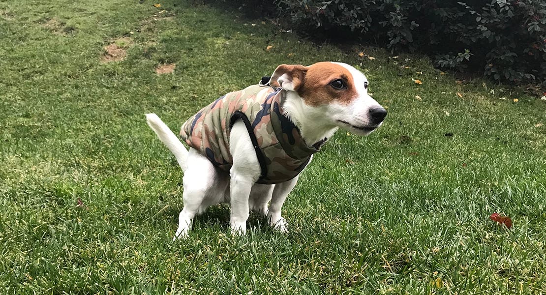 Small brown and white dog in the yard using the bathroom. 