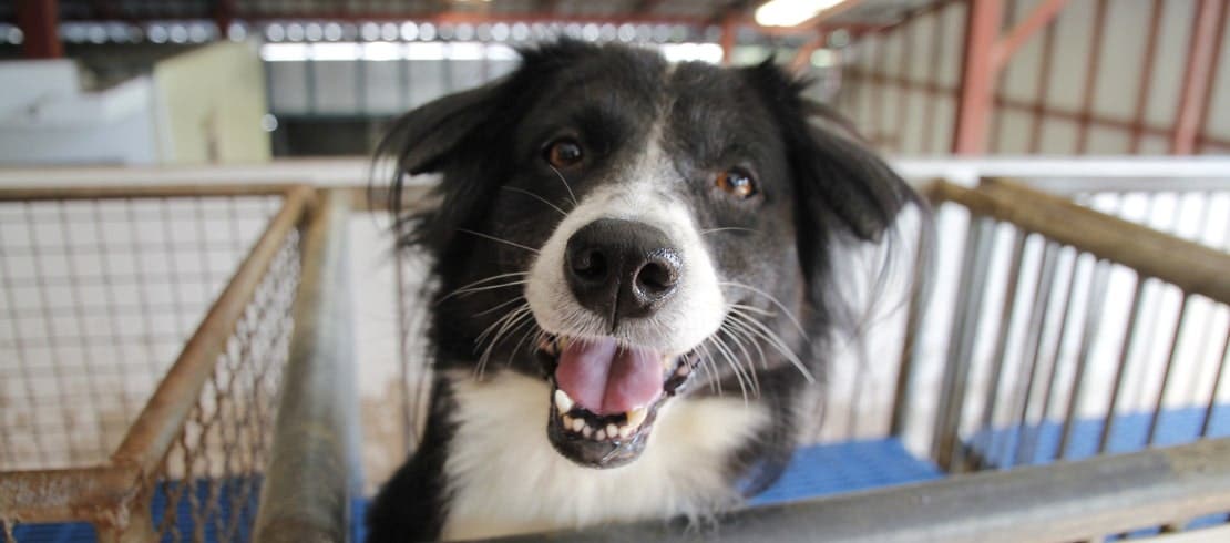 A border collie sitting in a pen at a shelter. 