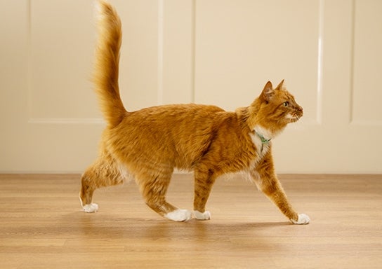 An alert cat is walking indoors