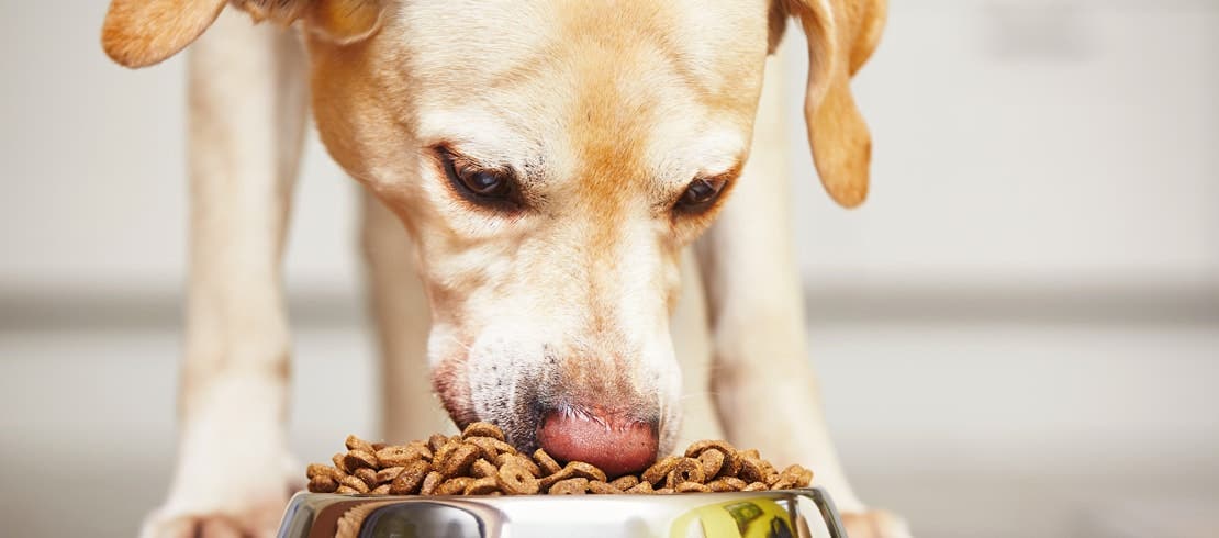 A Labrador eating a bowl full of food.