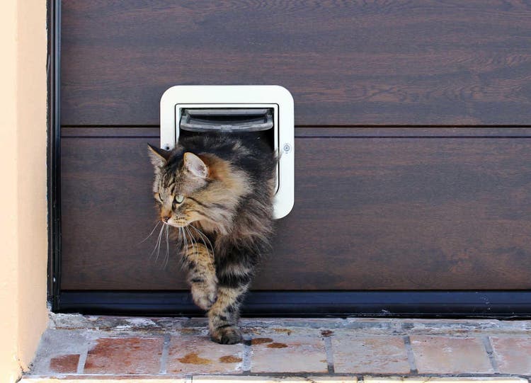 Norwegische Waldkatze schlüpft durch eine Katzenklappe