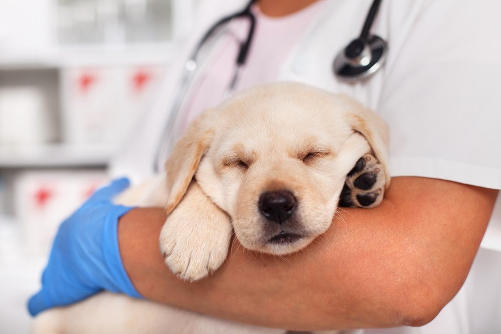 A puppy sleeping in veterinary staff’s hands 