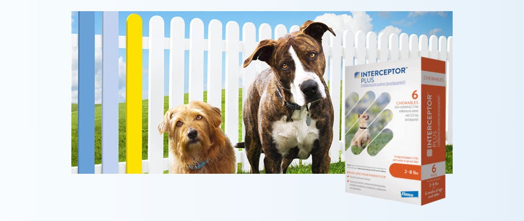 Interceptor plus store for small dogs