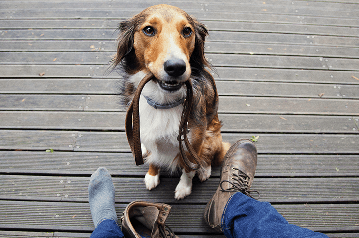 Sourcing how do dogs get fleas.