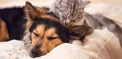 A gray cat and German Shepard happily cuddling together on a bed.