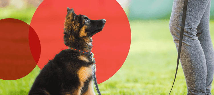 Elanco Japan 初めて犬を飼う場合の5つのヒント 