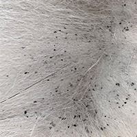 Flea dirt on pet's coat looks like black specks