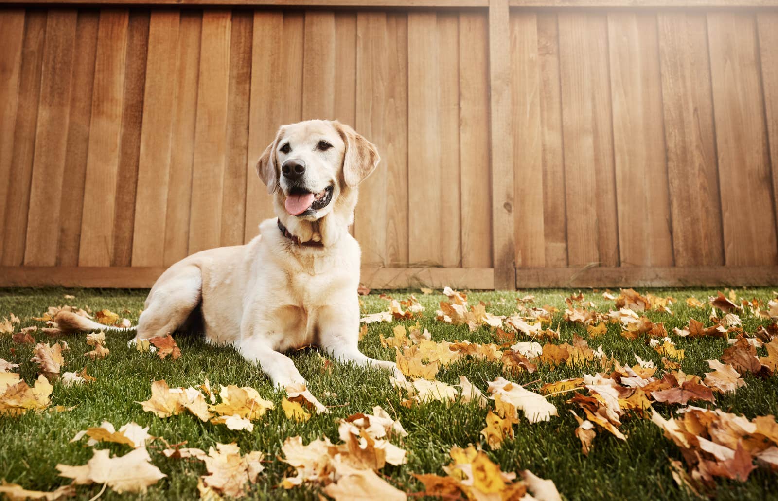 Old yellow lab in backyard with fence and leaves