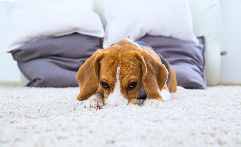 perro escondido en alfombra