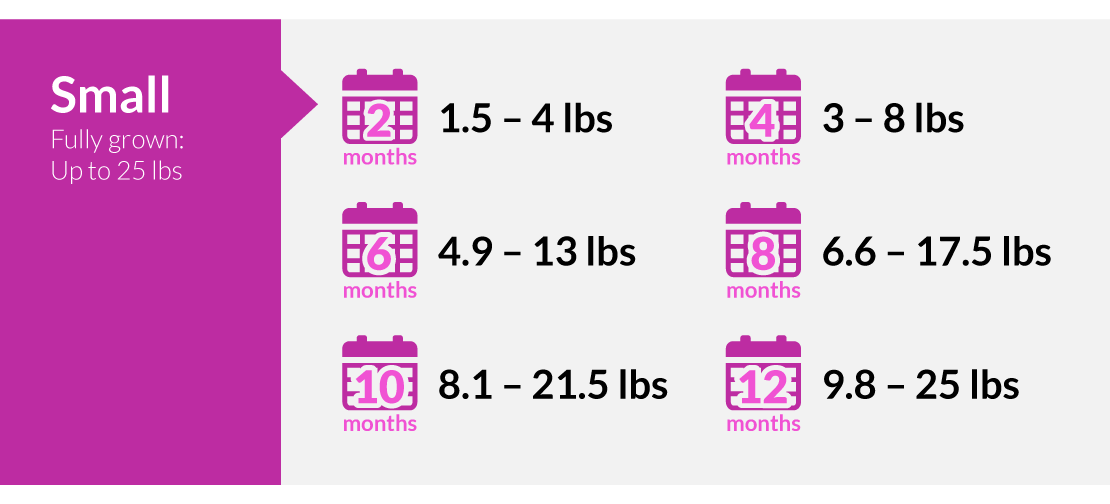 Small puppy weighs 2-4lbs the first 2 months, 3-8lbs (4 months), 5-13lbs (6 months), 7-18 (8 months), 8-25lbs (10-12 months)