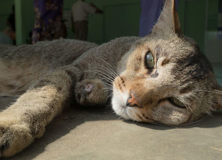 Sleeping cat