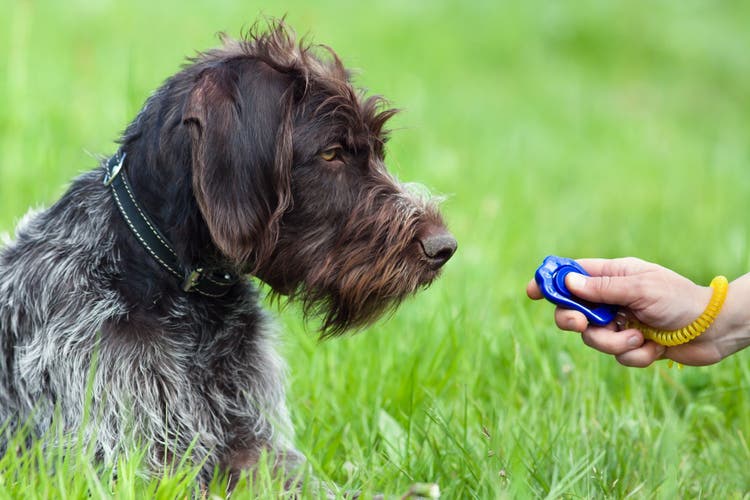 Article - Apprendre à dresser son chien avec un clicker 