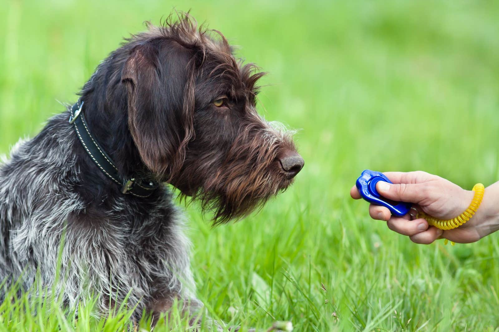 Article - Apprendre à dresser son chien avec un clicker