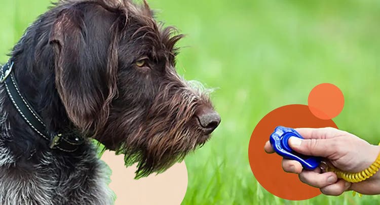 Dog in field looking at a training clicker in person’s hand