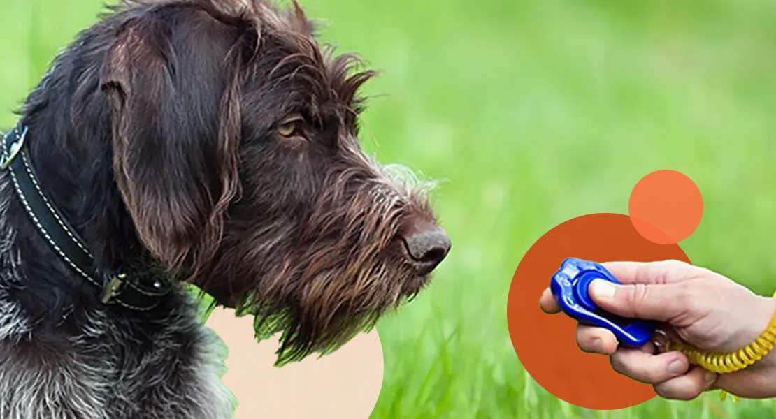 Dog in field looking at a training clicker in person’s hand