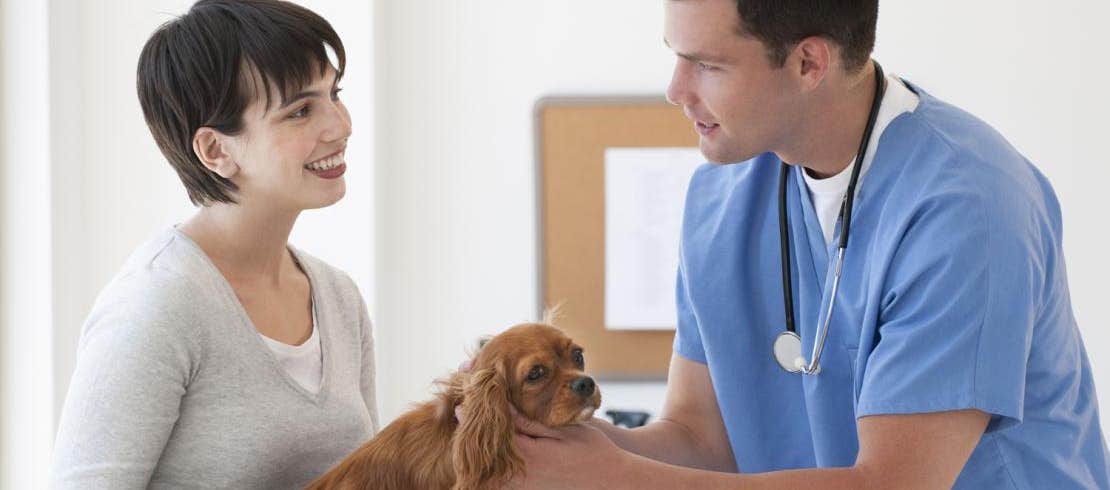 Owner holding her dog while the vet examines the dog.