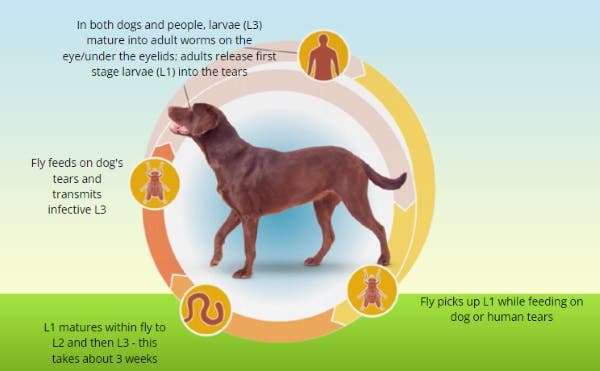 eyeworms lifecycle