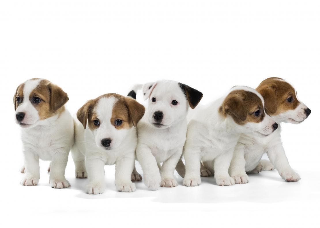Cinco cachorros filhotes juntos