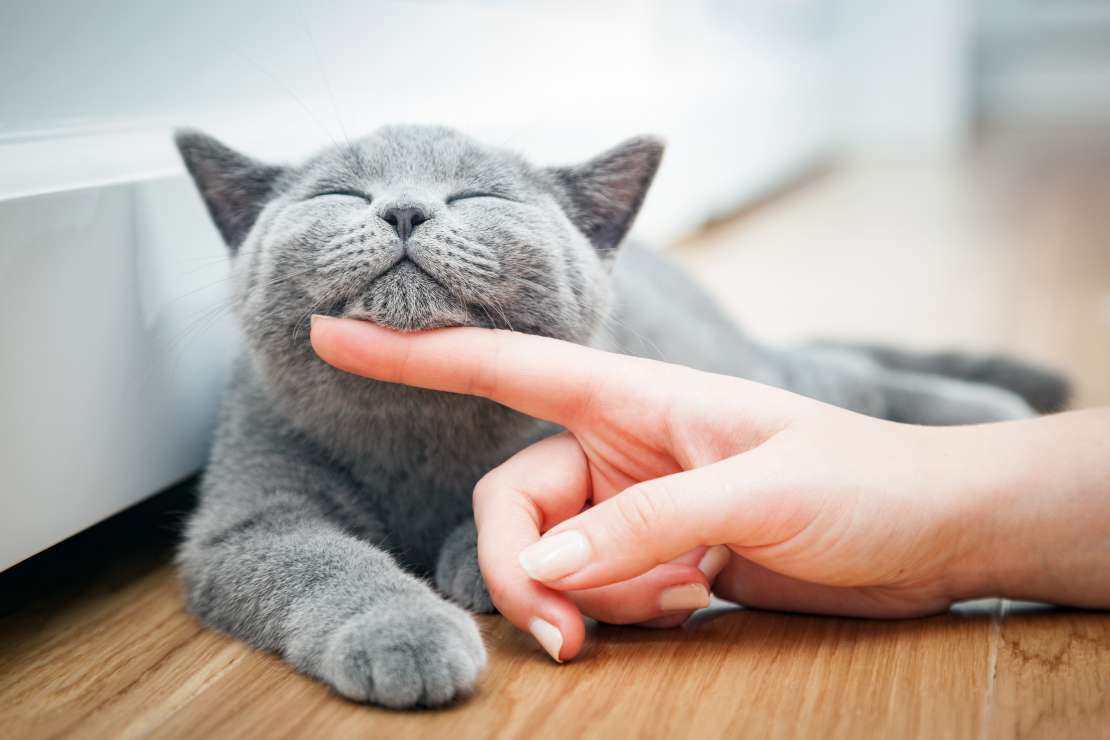 Cat being stroked by pet owner