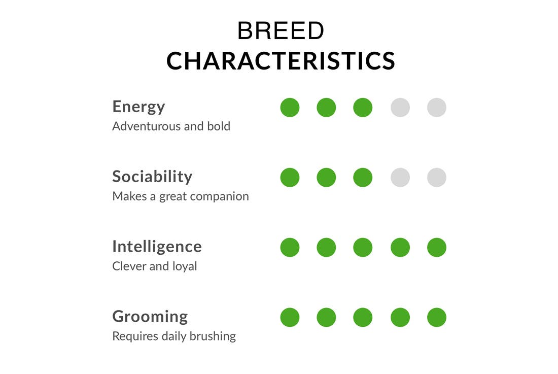 Chart showing breed characteristics of Yorkshire terriers