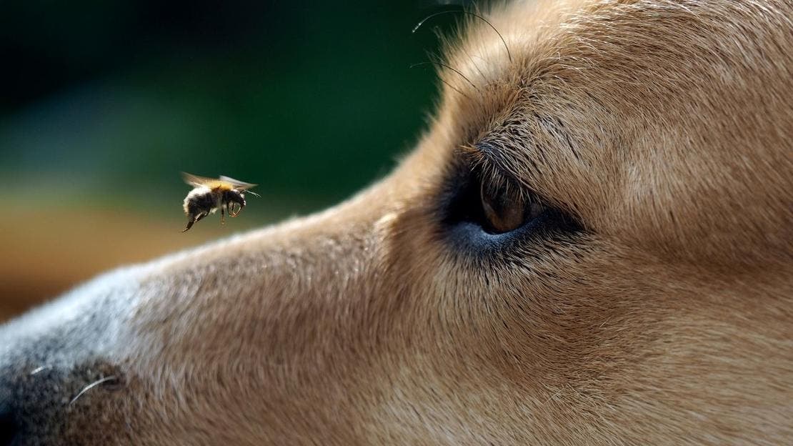 piesek użądlony przez osę lub pszczołę