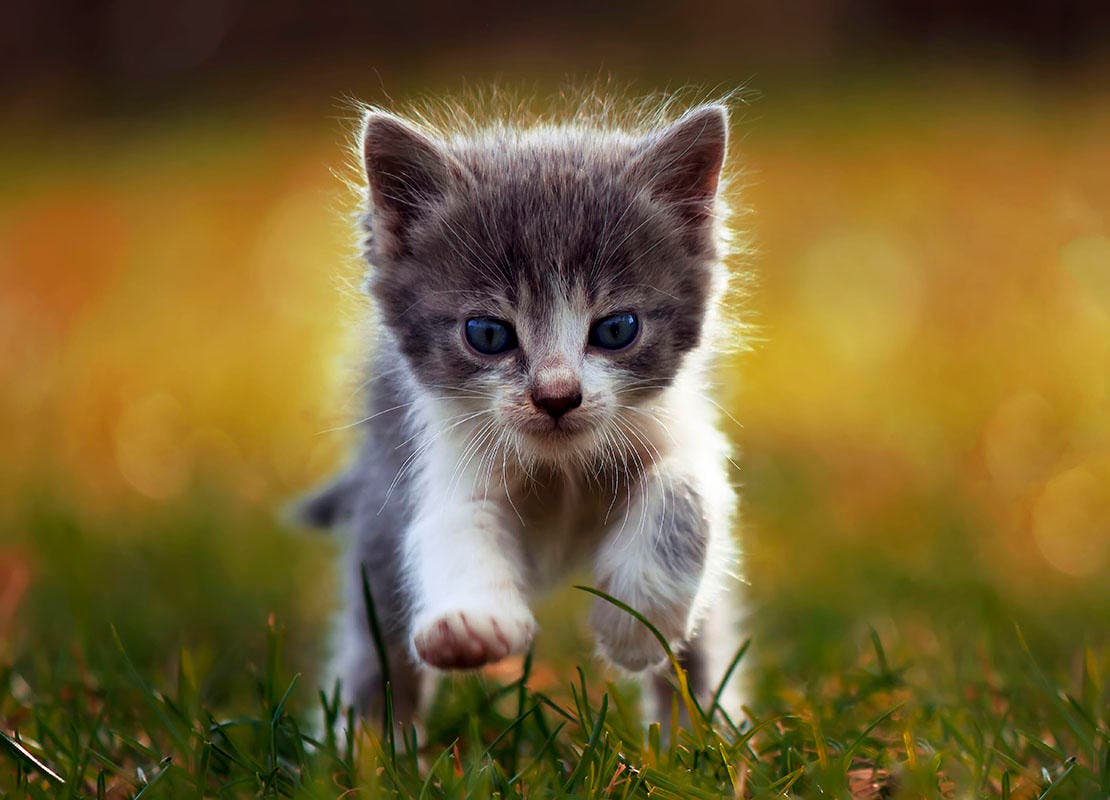 Маленький котенок, бегущий по траве
