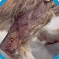 Scabby skin from scratching fleas