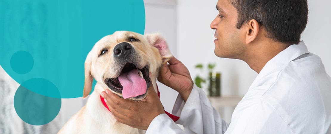 Vet examines happy dog’s ear 