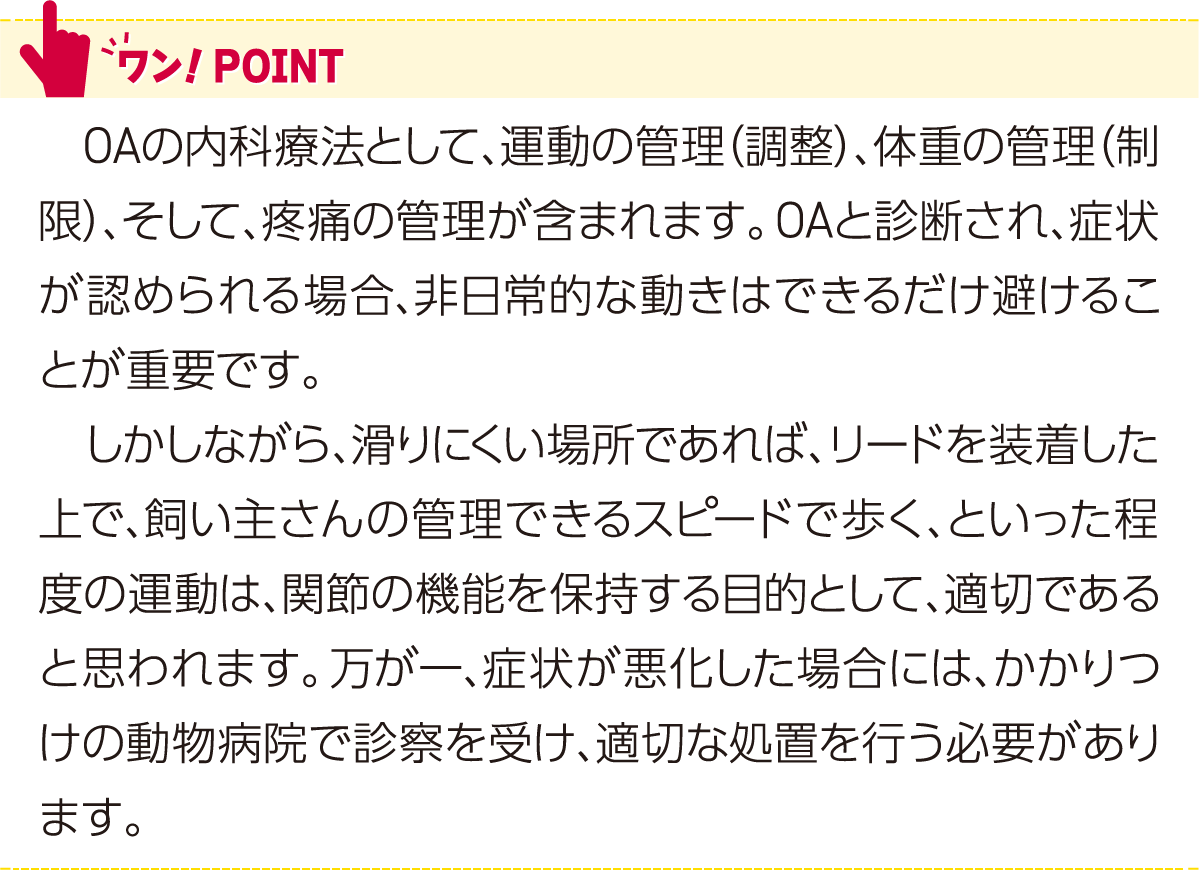 ワンポイント
OAの内科療法として、運動の管理（調整）、体重の管理（制限）、そして、疼痛の管理が含まれます。OAと診断され、症状が認められる場合、非日常的な動きはできるだけ避けることが重要です。　しかしながら、滑りにくい場所であれば、リードを装着した
上で、飼い主さんの管理できるスピードで歩く、といった程度の運動は、関節の機能を保持する目的として、適切であると思われます。万が一、症状が悪化した場合には、かかりつけの動物病院で診察を受け、適切な処置を行う必要があります。