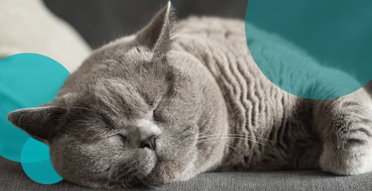 A British shorthair sleeping on couch.