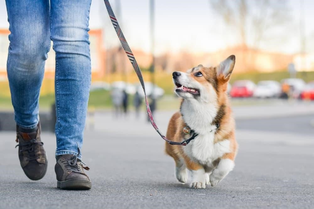Comment garder son chien en sécurité durant une promenade