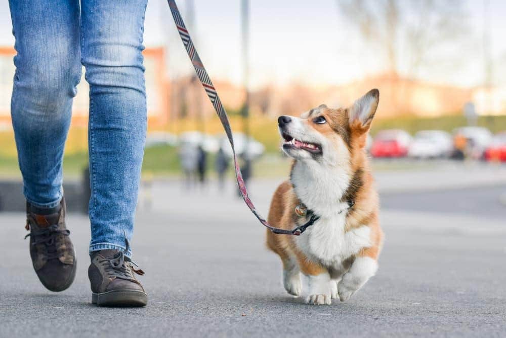 Comment garder son chien en sécurité durant une promenade