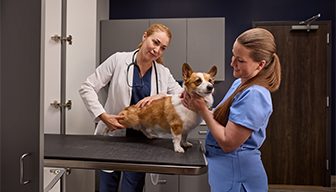 Corgi being examined at veterinary clinic