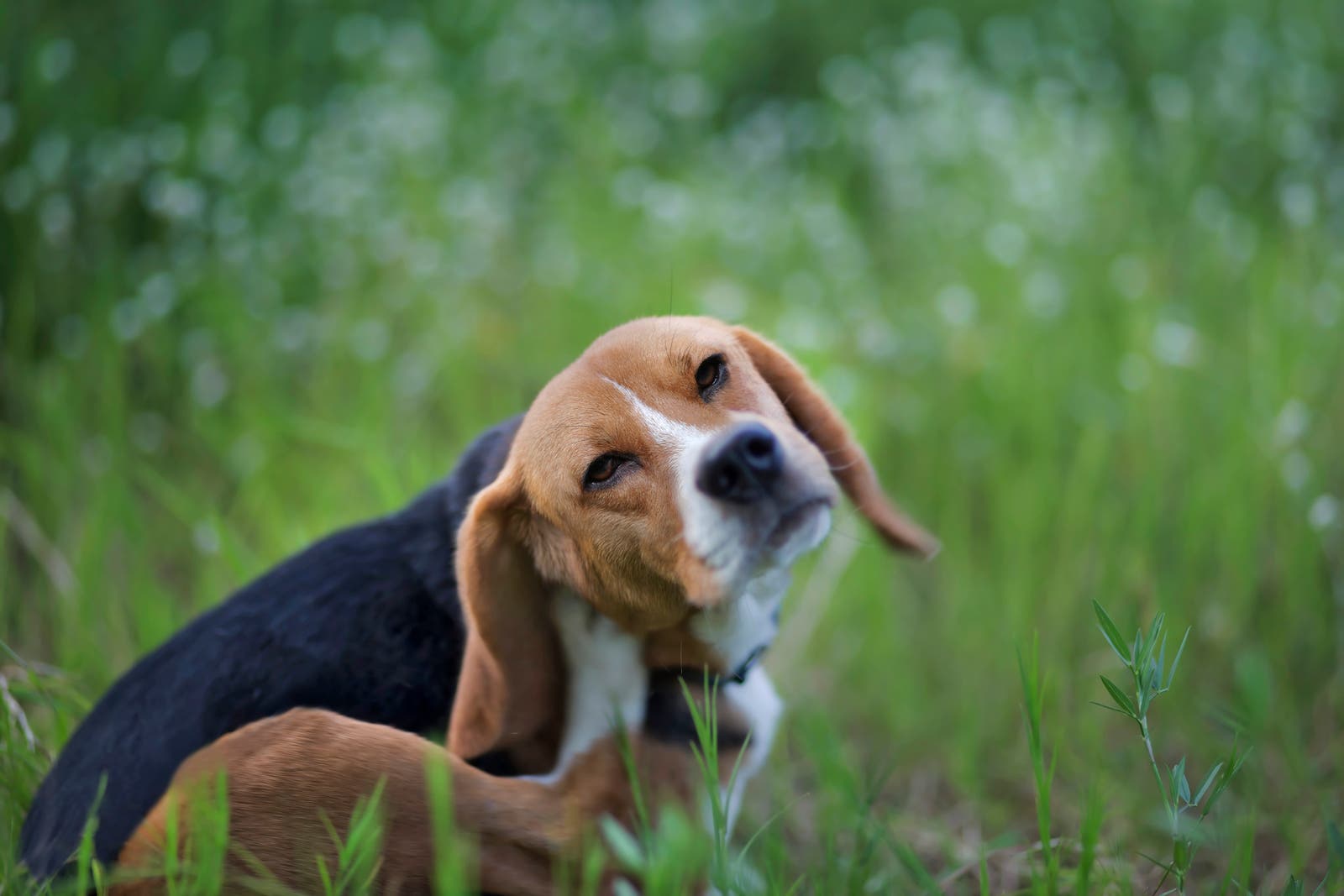 Beagle dog scratching face and ear in field
