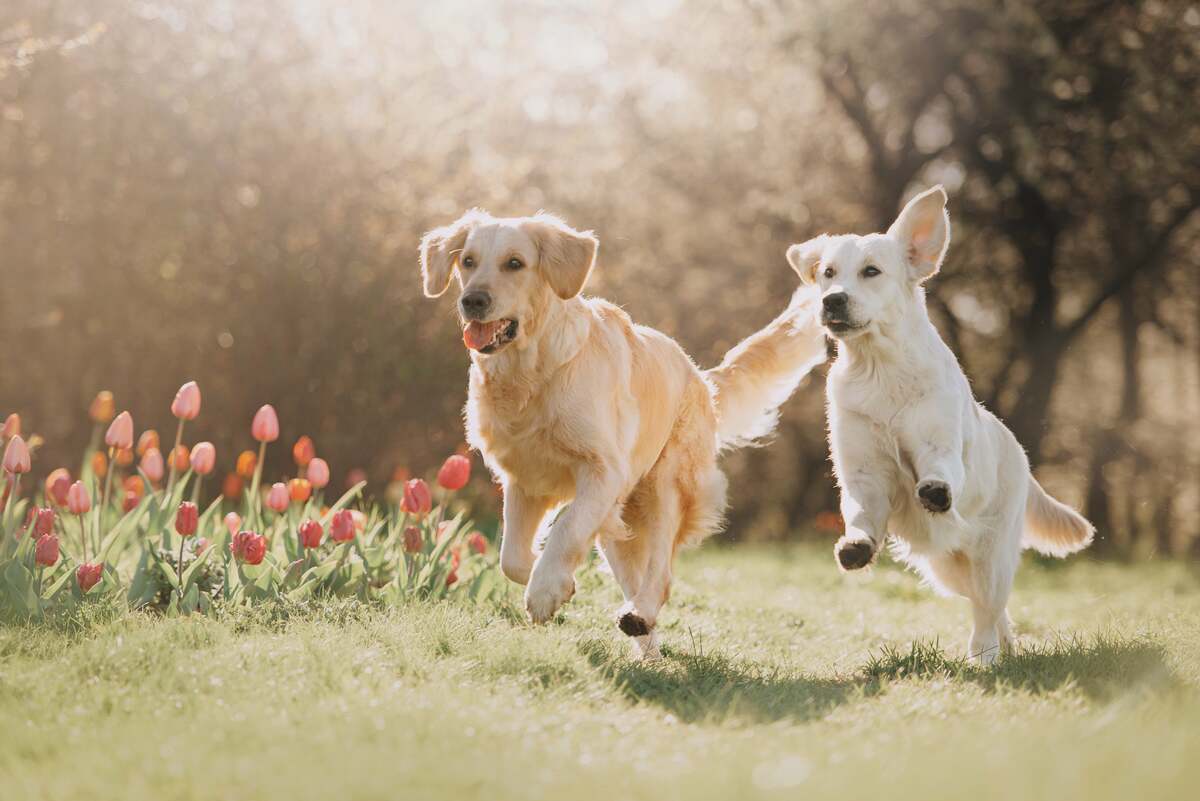 Honden spelen in gras