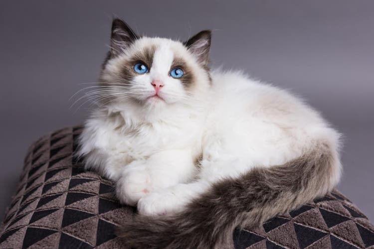 Ragdoll cat laying on a cushion