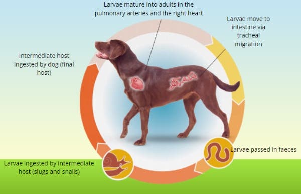 Lungworm lifecycle