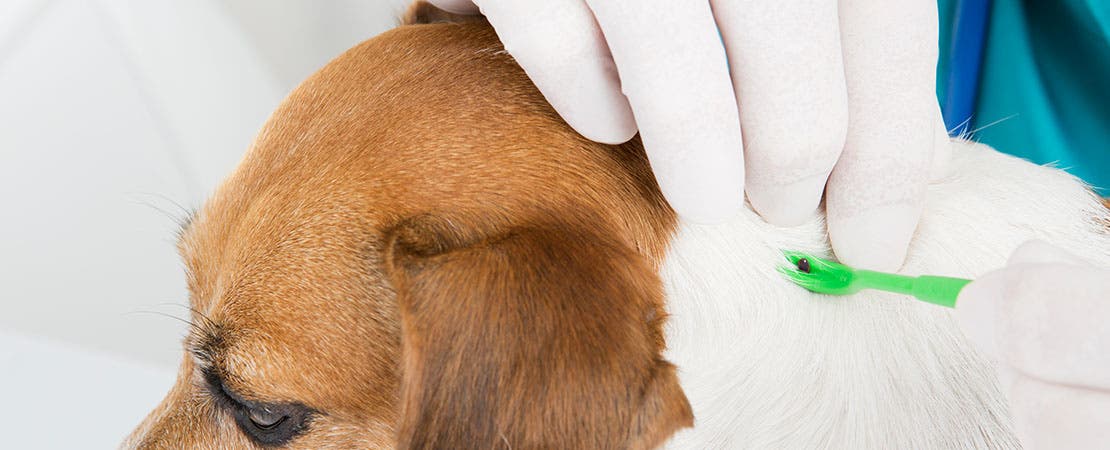 Pet owner removing tick from a dog