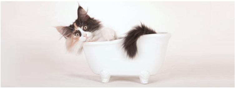 Gattino in una piccola vasca da bagno 