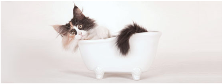 Gattino in una piccola vasca da bagno