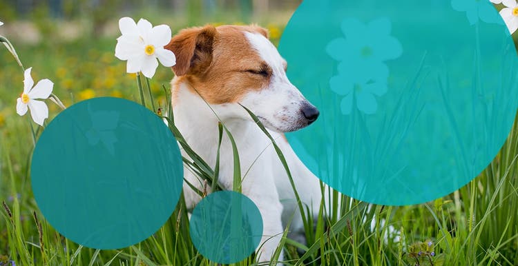 Dog with allergies sitting in grass sneezing