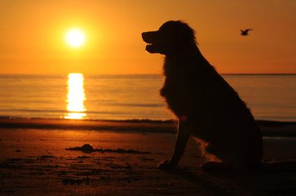 Consejos prácticos para ir a la playa con perros