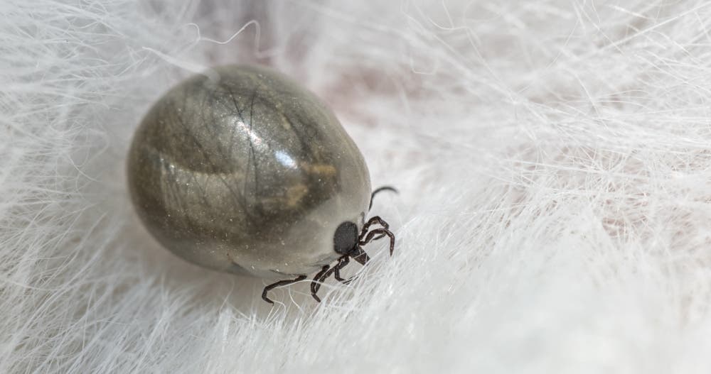 Tick biting cat swollen