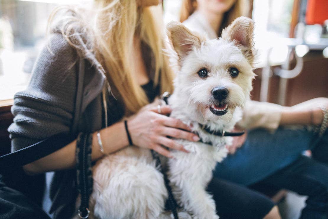 Yorkshire terrier ül egy lány ölében a vonaton