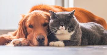 Tudo sobre vermes: parasitas intestinais comuns em cães e gatos